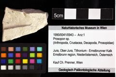 Foto (Objket + Etiketten) von Prosopon sp. 